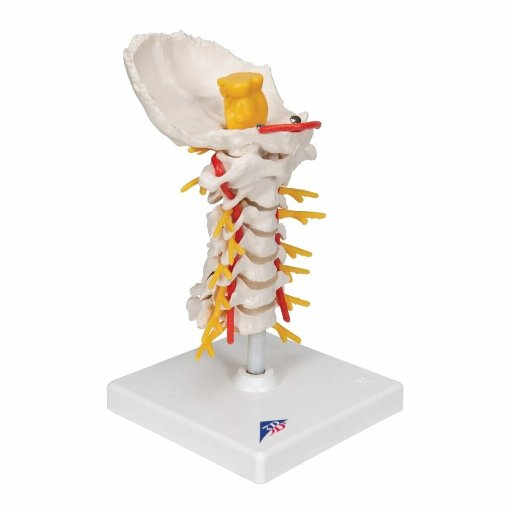 Cervical Human Spinal Column Model - Chiro1Source