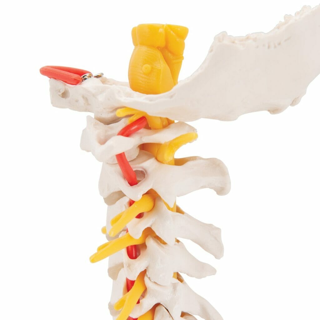 Cervical Human Spinal Column Model - Chiro1Source