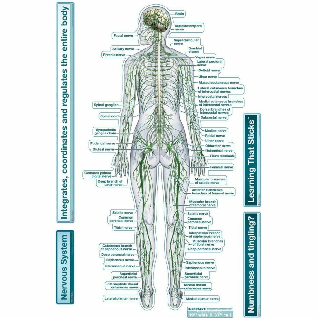 Nervous System (Rear View) - Labeled Removable Wall Graphic - Chiro1Source